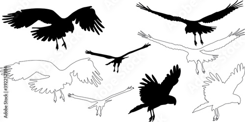 Foto silhouette and outline of Marsh harrier on flight (Circus aeruginosus), vector o