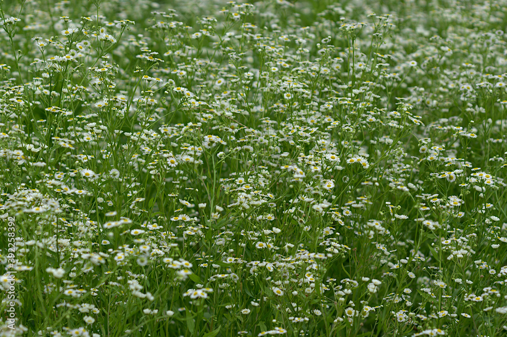 field of wild flowers field of wild flowers