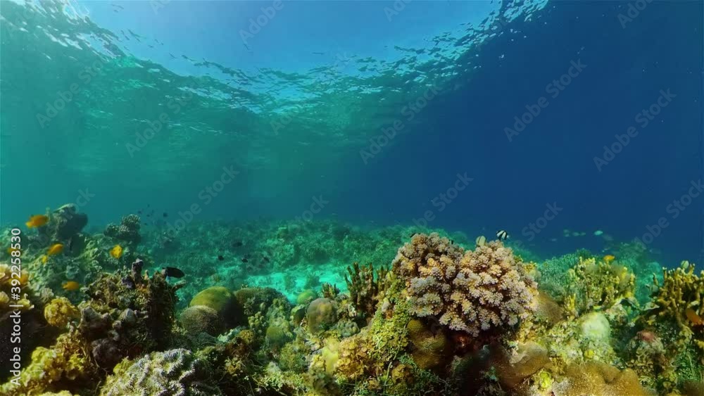 Tropical fishes and coral reef at diving. Beautiful underwater world with corals and fish. Tropical fishes and coral reef at diving. Beautiful underwater world with corals and fish.