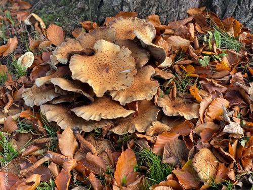 Pilze - Herbst - Rindenschwammverwandte - Physalacriaceae