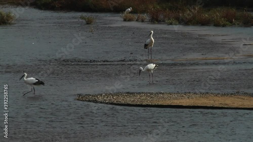 Oriental White Stork Courtship and Looking for food in the stream Toyooka photo