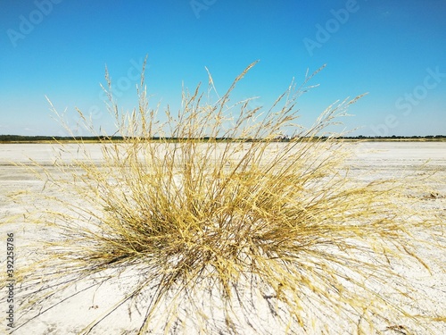 salt Lake grass