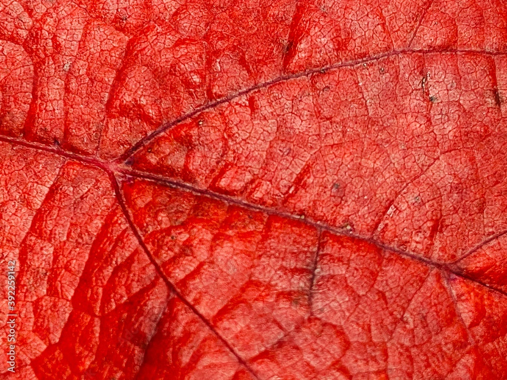 Fototapeta premium red leaf texture background. Grape leaf in autumn.