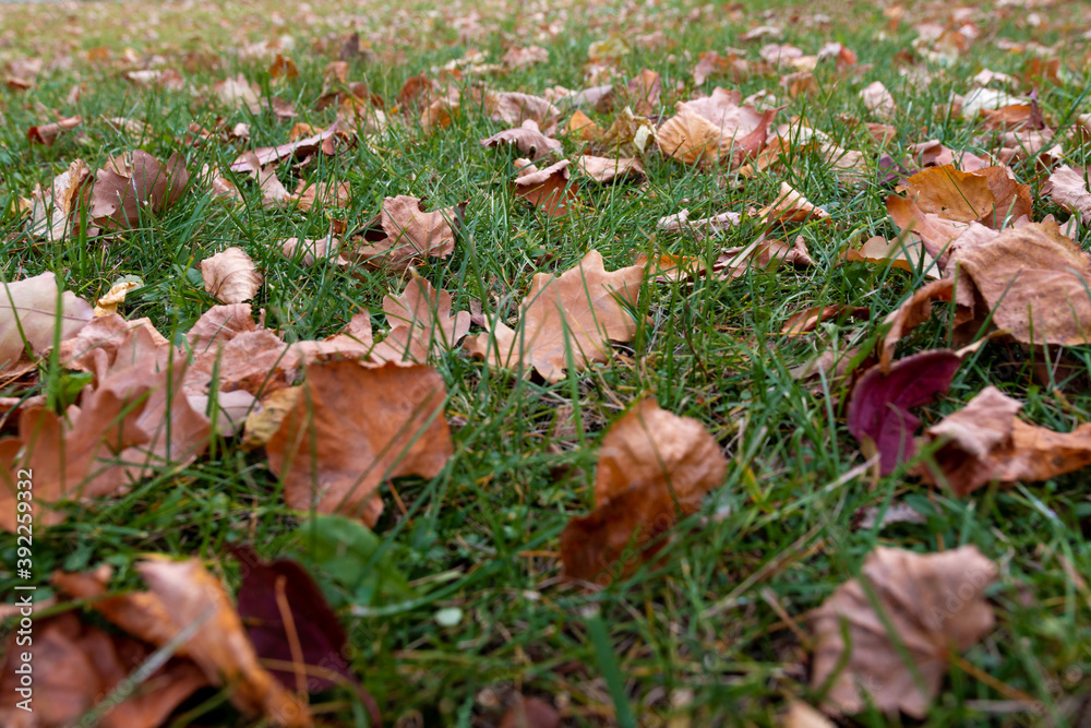 autumn yellow leaves on grass