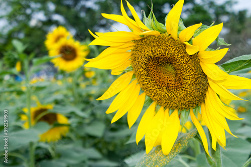 Many large sunflowers in the garden