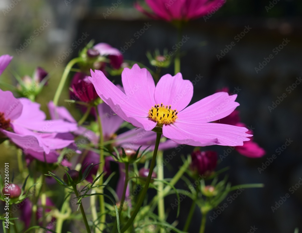 Cosmos Cosmos