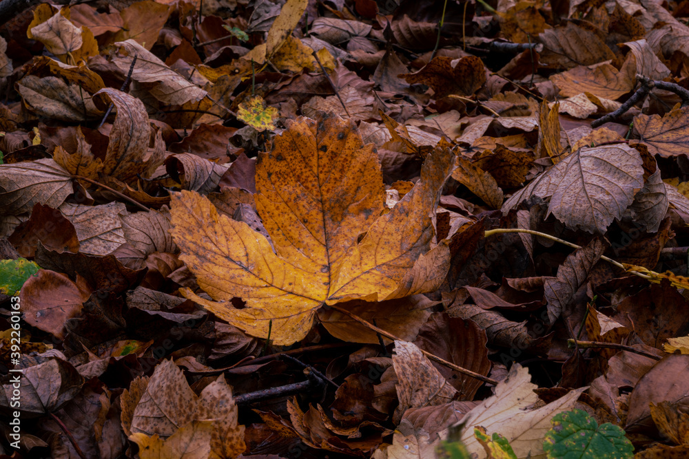 A closeup picture of a brown autumn leaves in a European Beech forest. Picture from Scania county, southern Sweden