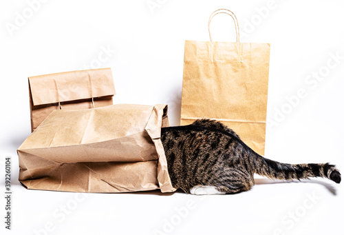  cat climbed into a craft bag on a white background. Shopping concept