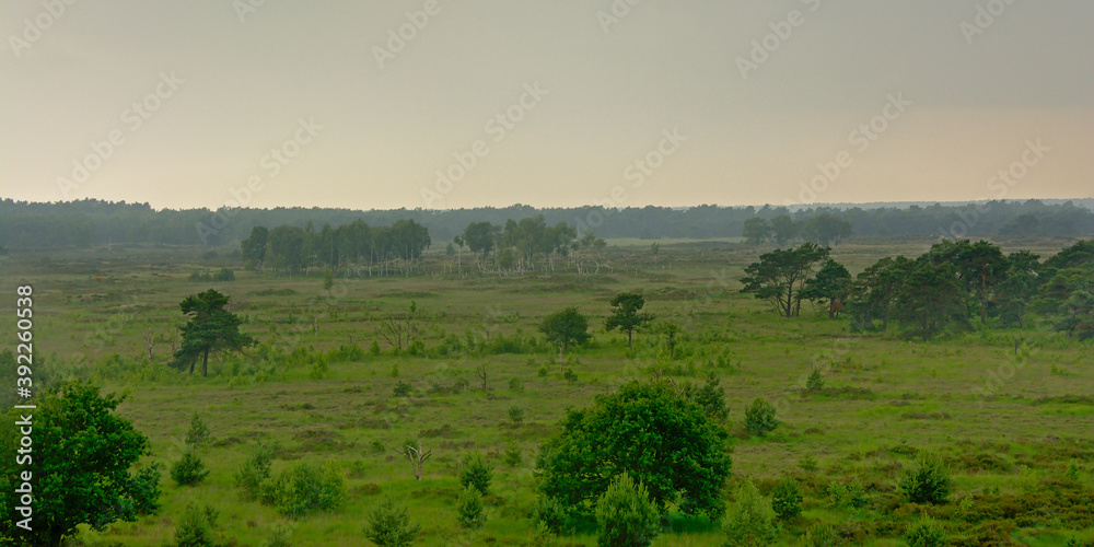 Foggy peat landscape with trees and shrubs in Kalmthout heath.
