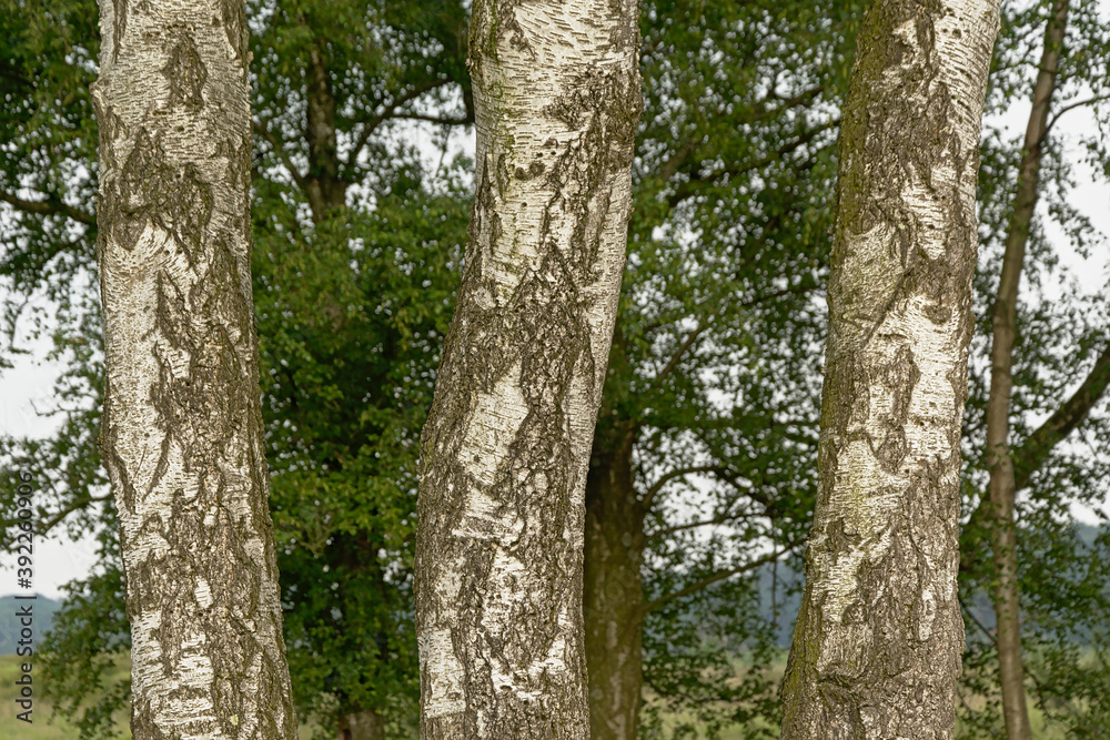  Detail of three silver birch tree trunks, selective focus - Betula pendula 
