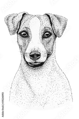 Photos jack russell terrier dog head hand drawn illustration
