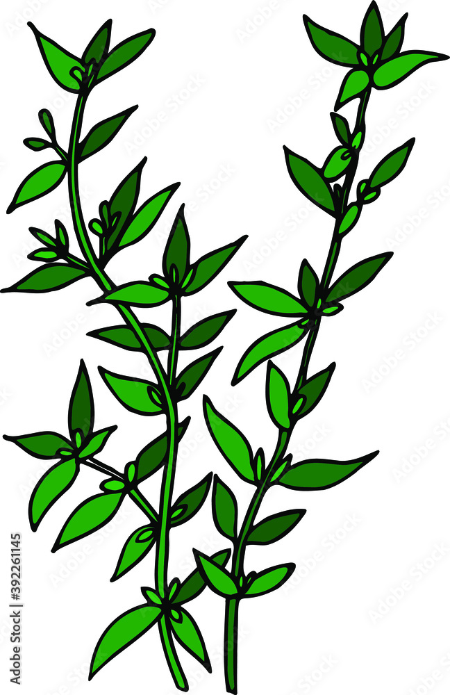 vector illustration of thyme. Herbs aromatic vector illustration. thyme vector icone. herbs vector image.  Aromatic herbs of italian cuisine. hand designed aromatic herbs thyme.