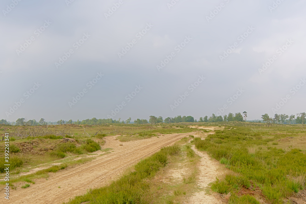 Sand track in a hazy heath landscape in Kalmthout, Flanders 