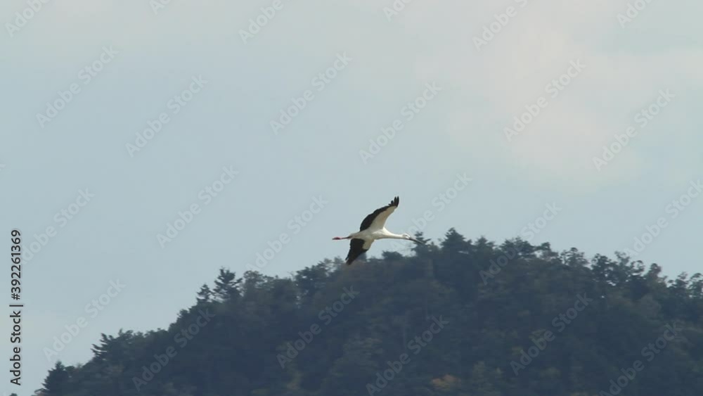 Kounotori Oriental White Stork Flying in the sky in the background of trees
