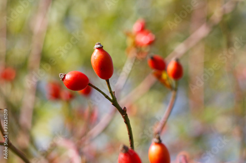 Frische rote Hagebutten am Strauch im Herbst. Früchte mit hohem Vitamin C Gehalt, Immunabwehr stärken und gesund bleiben