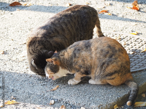 額をくっ付けて猫のあいさつ photo