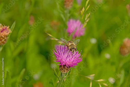 Macro of pink thistle flower with a wasp   selective focus with green bokeh background - trifolium medium 