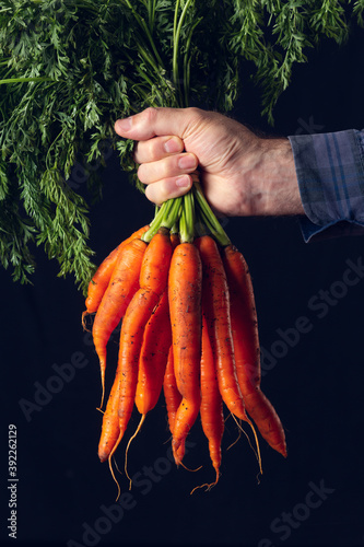 bunch of fresh carrots photo