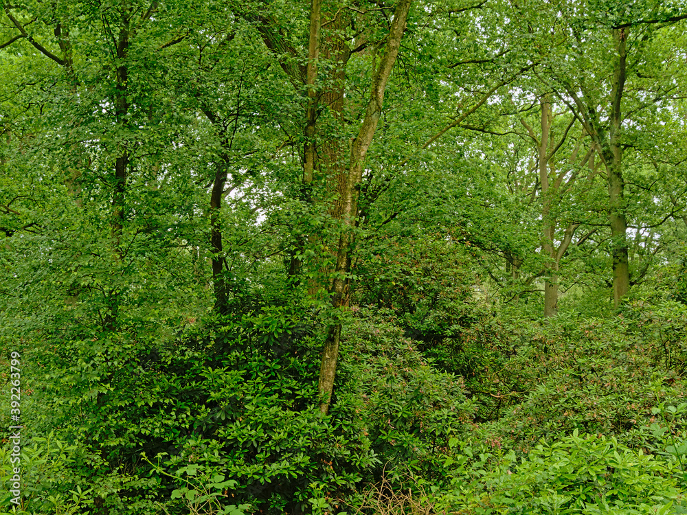 Green spring forest in Kalmthoutse heide nature reserve, Belgium