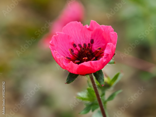 Closeup of a newly opening cinquefoil flower, Potentilla nepalensis Miss Willmott photo