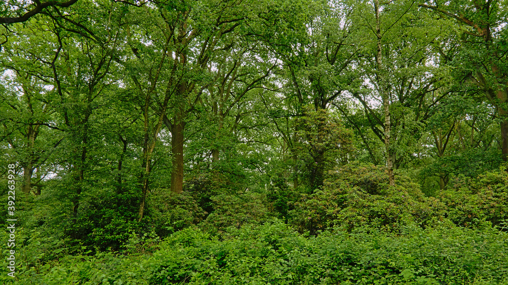 Green spring forest in Kalmthoutse heide nature reserve, Belgium Green spring forest in Kalmthoutse heide nature reserve, Belgium