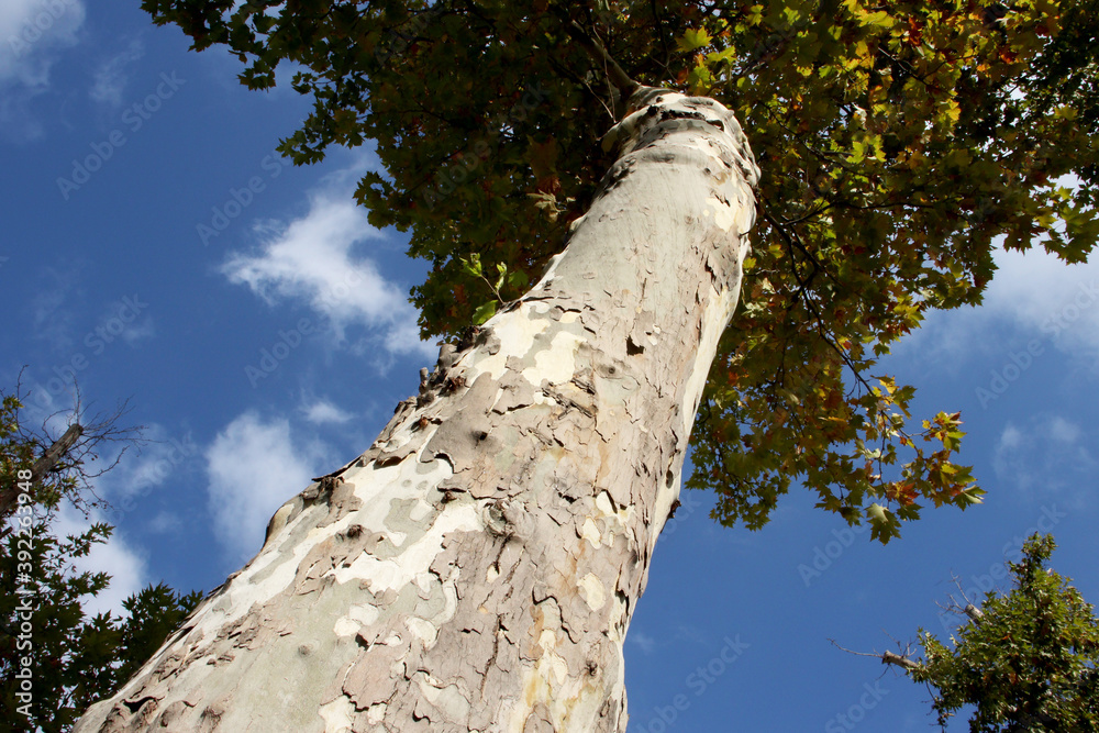 Fototapeta premium tree trunk in the forest