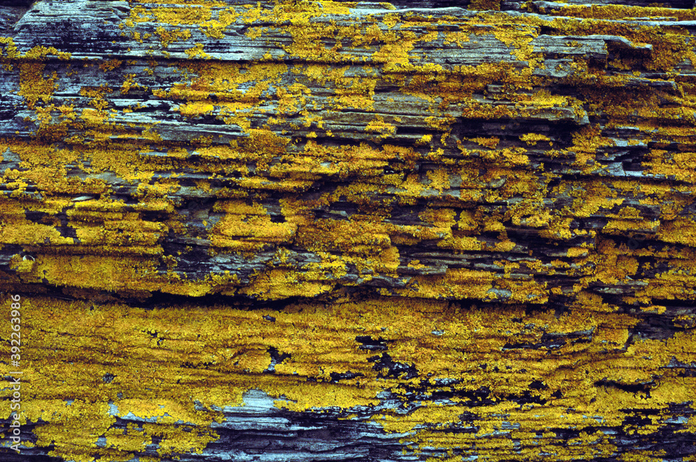 Yellow Moss Ocean Rock Yellow Moss Ocean Rock