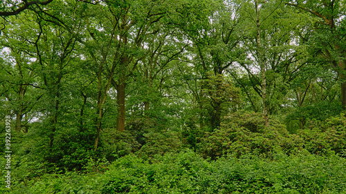 Green spring forest in Kalmthoutse heide nature reserve  Belgium