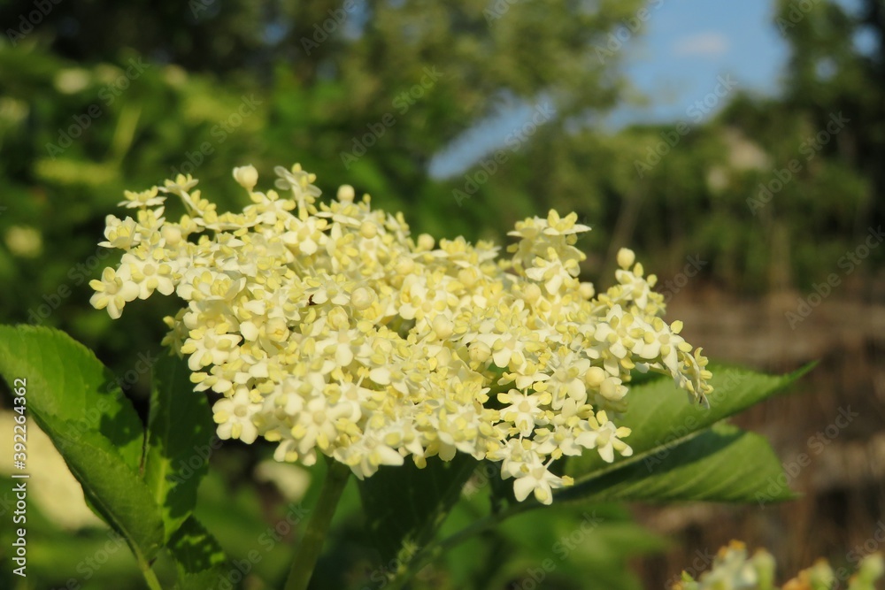 Elderberry flowers in the garden on blue sky background, closeup Elderberry flowers in the garden on blue sky background, closeup