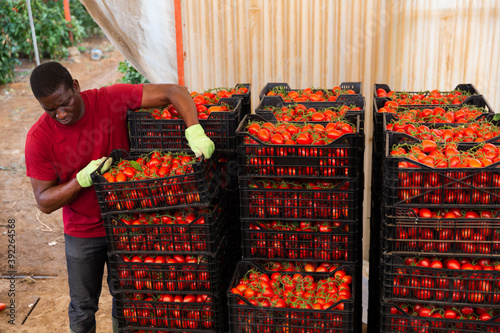 Positive Afro workman stacking boxes with harvested tomatoes at greenhouse warehouse photo