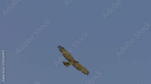 short-toed snake eagle (Circaetus gallicus) hover in blue sky