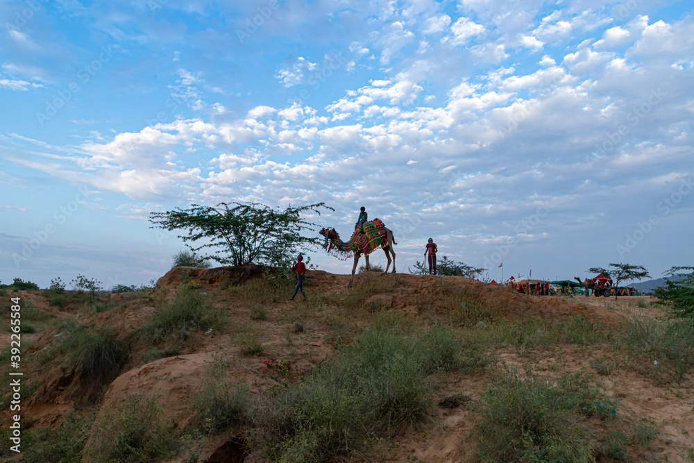 camel and the landscape at pushkar camel festival.