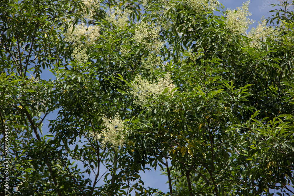White Flower in blue sky or Fraxinus griffithii tree White Flower in blue sky or Fraxinus griffithii tree