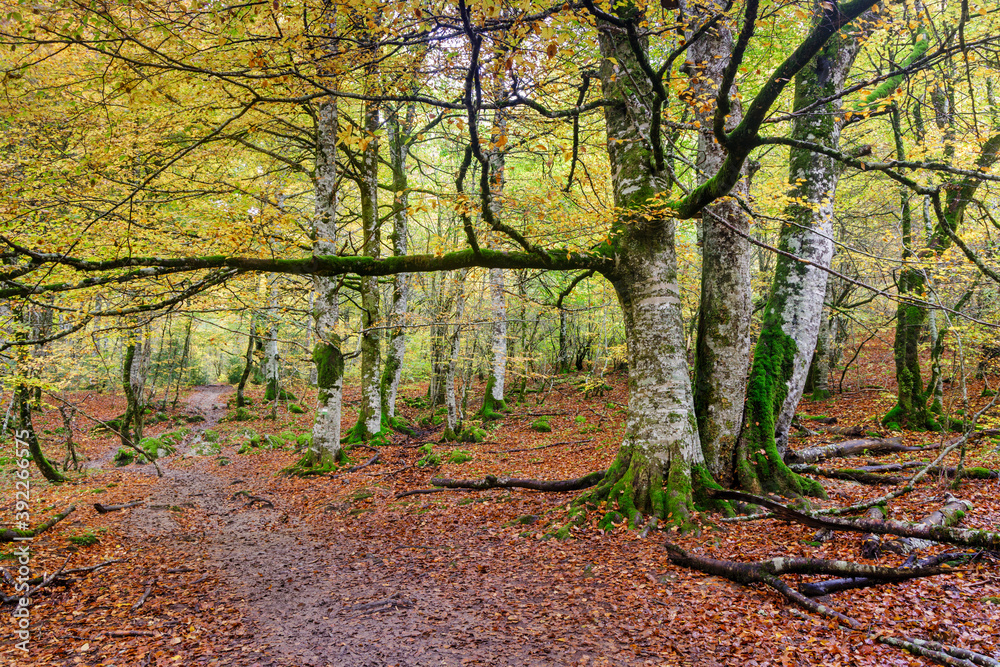 Obraz premium Beeches in autumn in the Irati forest, Navarra, Spain.