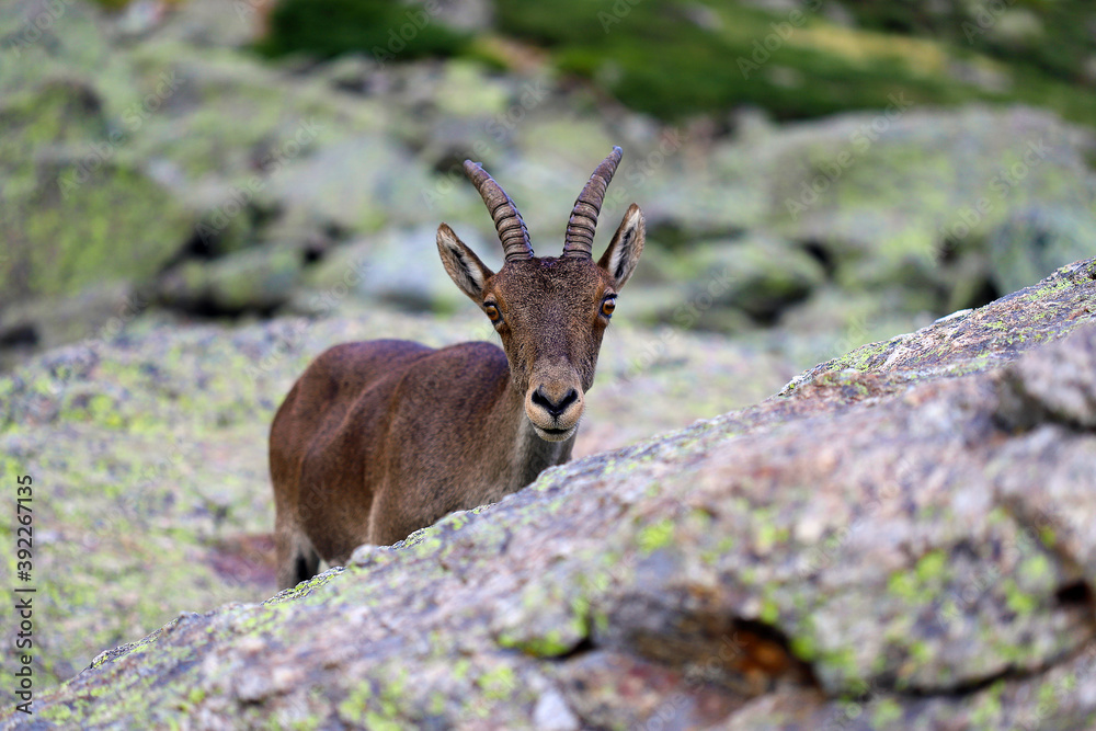 Cabras montesas