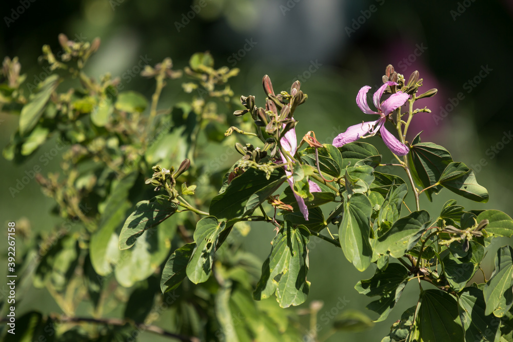 Pink flower or Bauhinia flower