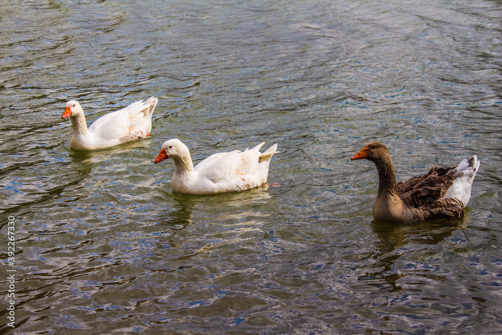 Fototapeta premium ducks on the lake
