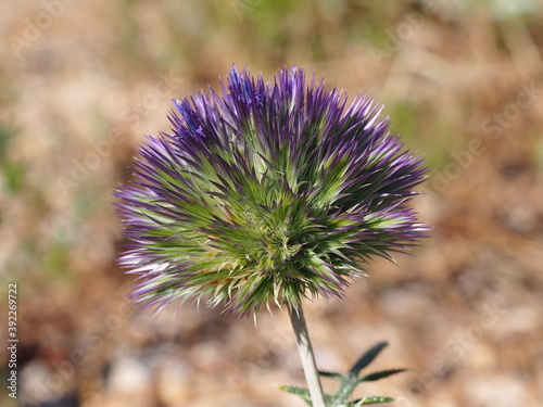 Rough-leaved Globe-Thistle (Echinops strigosus) photo