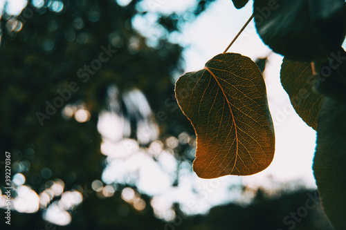 Detail of the nervation's pattern of a green leaf illuminated by sunlight photo