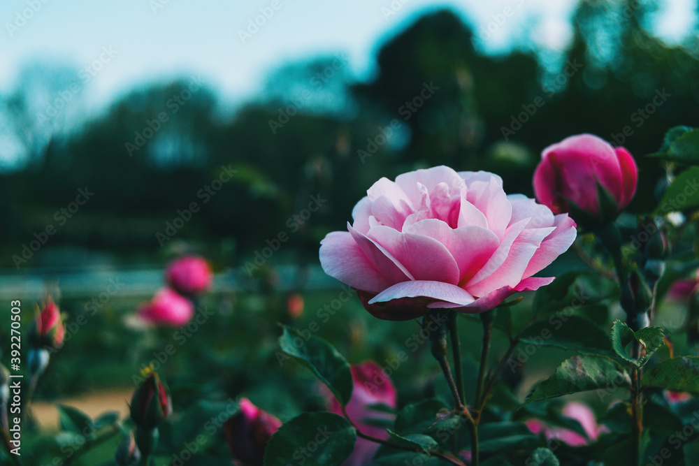 Obraz premium Close-up of a beautiful light pink rose in a garden