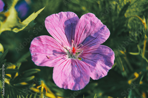 Macro of a violet flower of geranium illuminated by sunlight