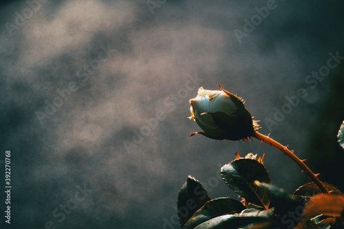 Close-up of an isolated and closed white rose on its back with a spined stem photo