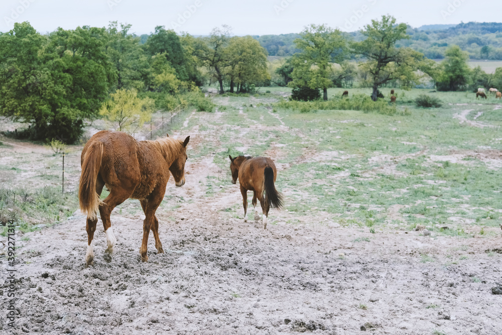 Young horses walking downhill into field. Young horses walking downhill into field.