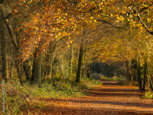 UK - Hertfordshire - Ashridge Woods