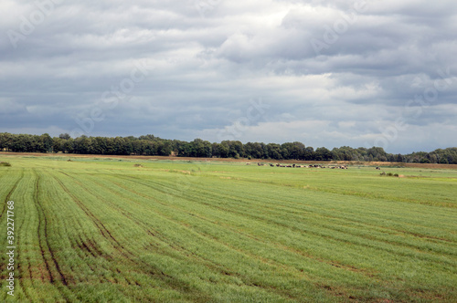 Farmland Around Naarden The Netherlands 1-7-2020