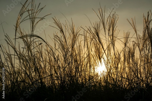 Flower grass tilting under the wind in field on golden sunlight background in the sunset time, out of focus.