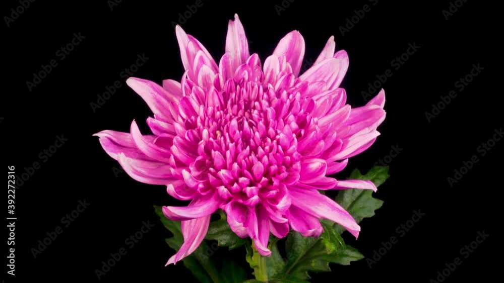 Time Lapse of Beautiful Pink Chrysanthemum Flower Opening Against a Black Background. 4K. Time Lapse of Beautiful Pink Chrysanthemum Flower Opening Against a Black Background. 4K.