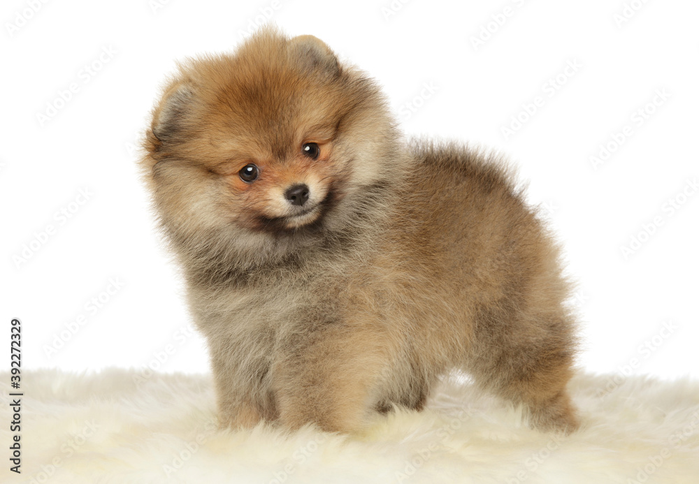 Pomeranian Spitz puppy