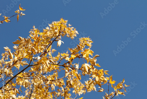 Fall Yellow changing leaves on Bright Blue Sky Autumn
