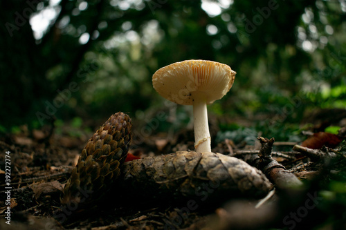 mushrooms in the forest